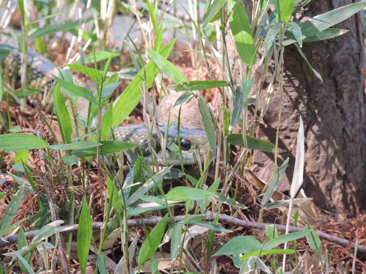 シルルス tweet media