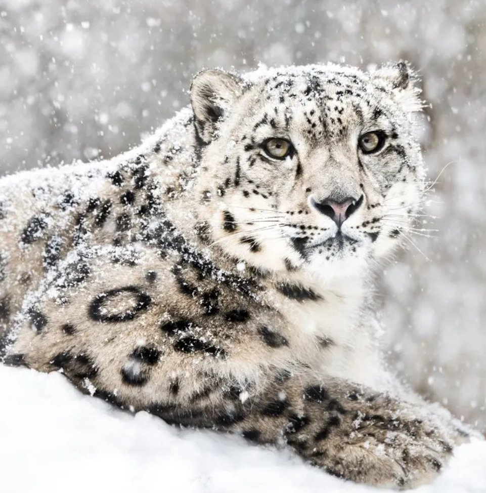 ThinkoNut 🥜 tweet media