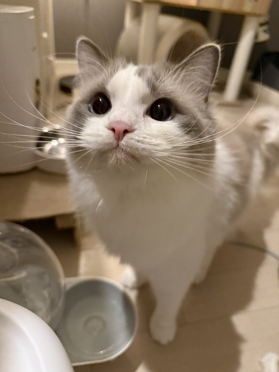 ティアラ👑ぽわぽわラグドール tweet media