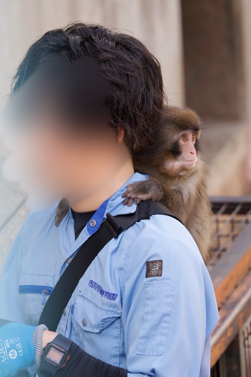 ぱんち🐒🪽 tweet media