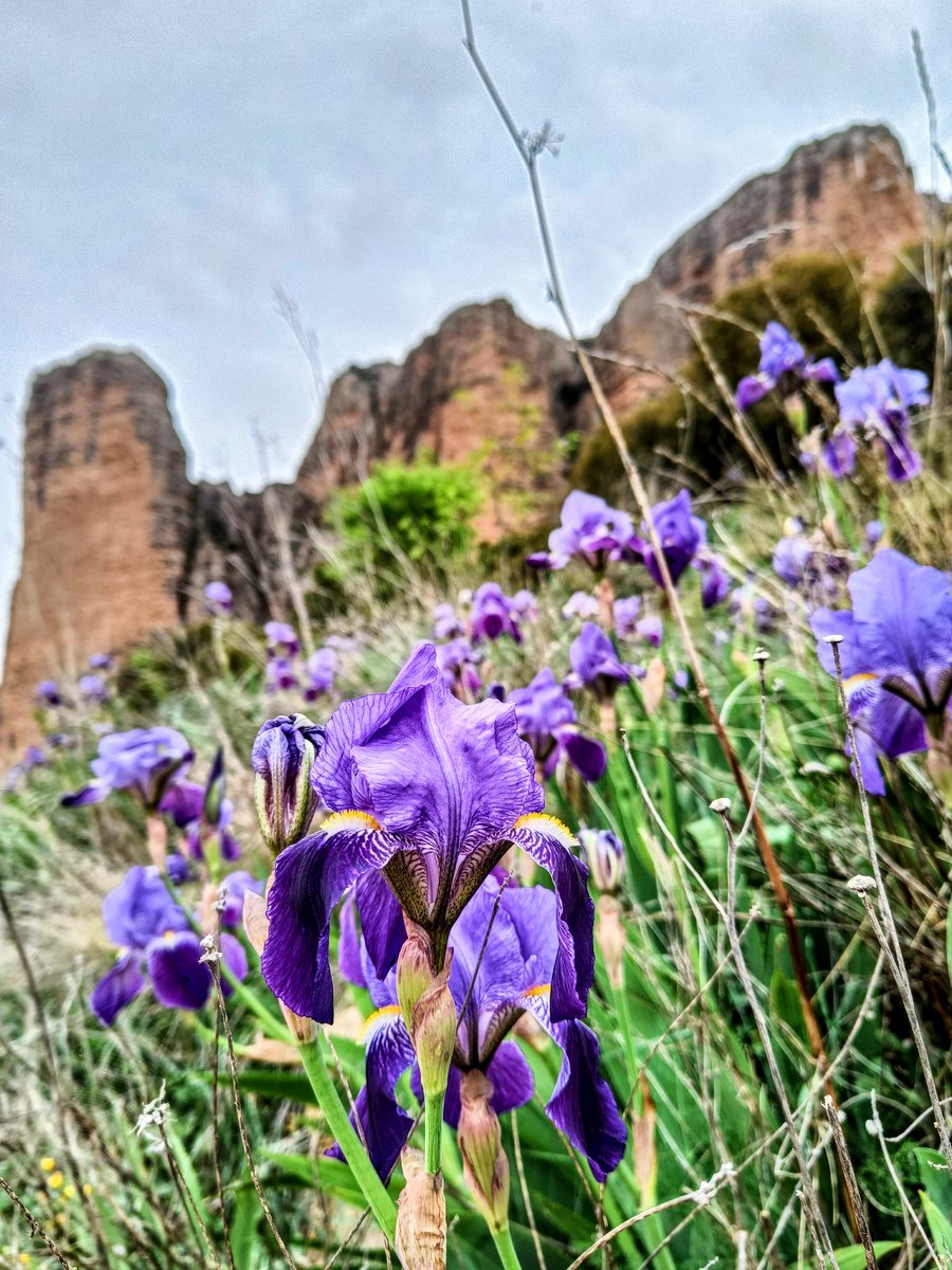 ferrandez_oscar's tweet image. Mallos de Riglos 🔝🔝 #riglos #huesca #mallos