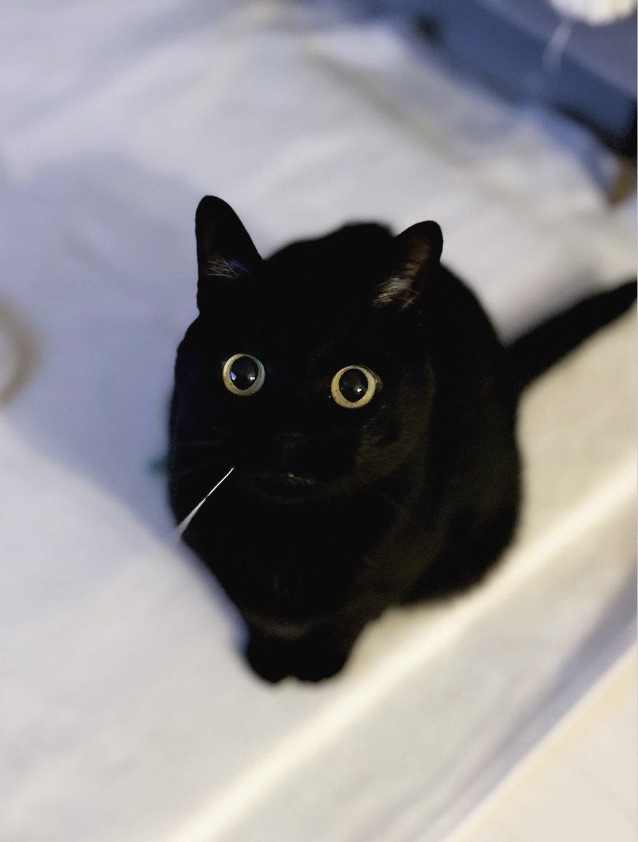 黒猫のこねろく tweet media