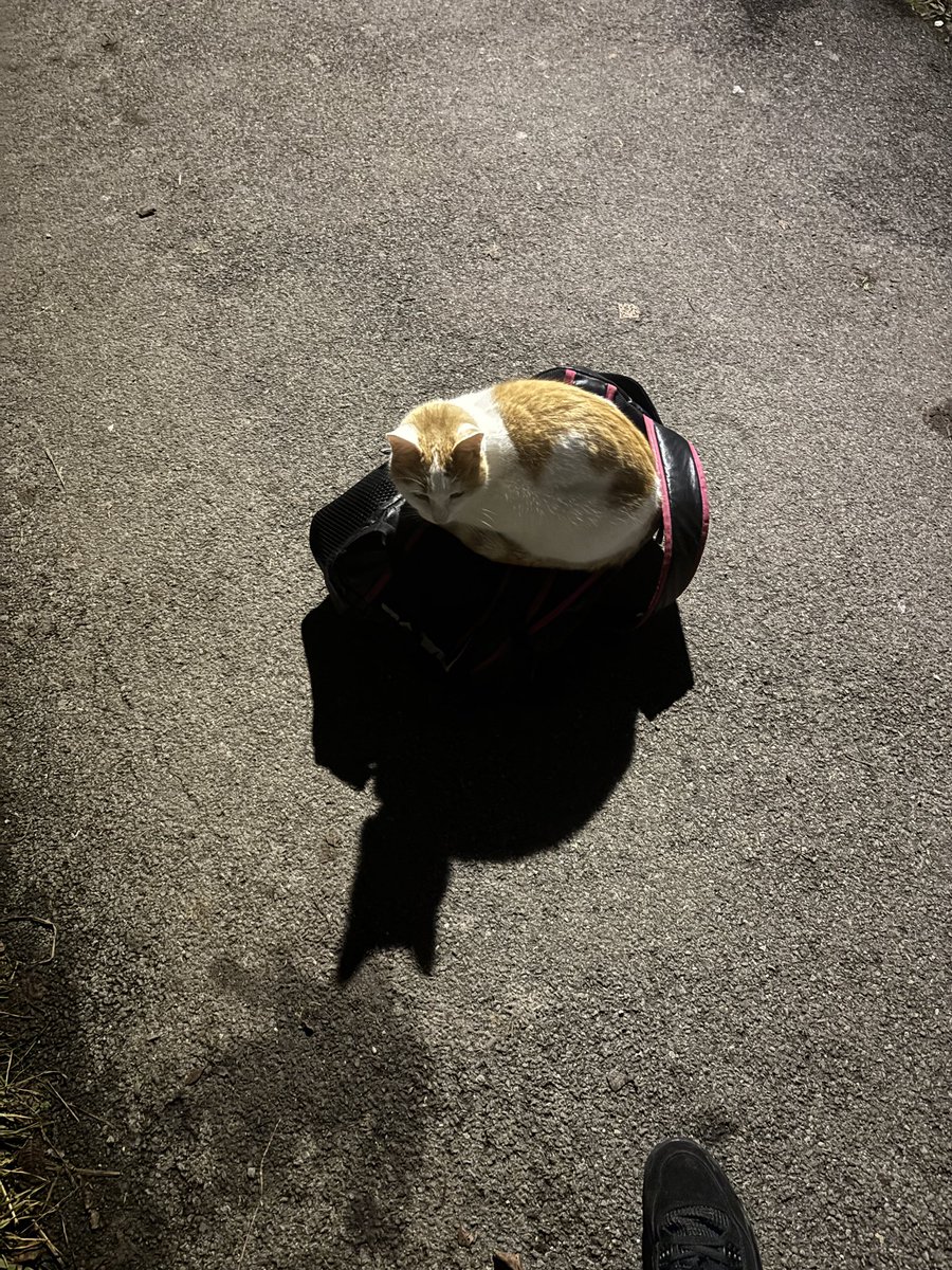 Zaire🇨🇩🇨🇭 tweet media