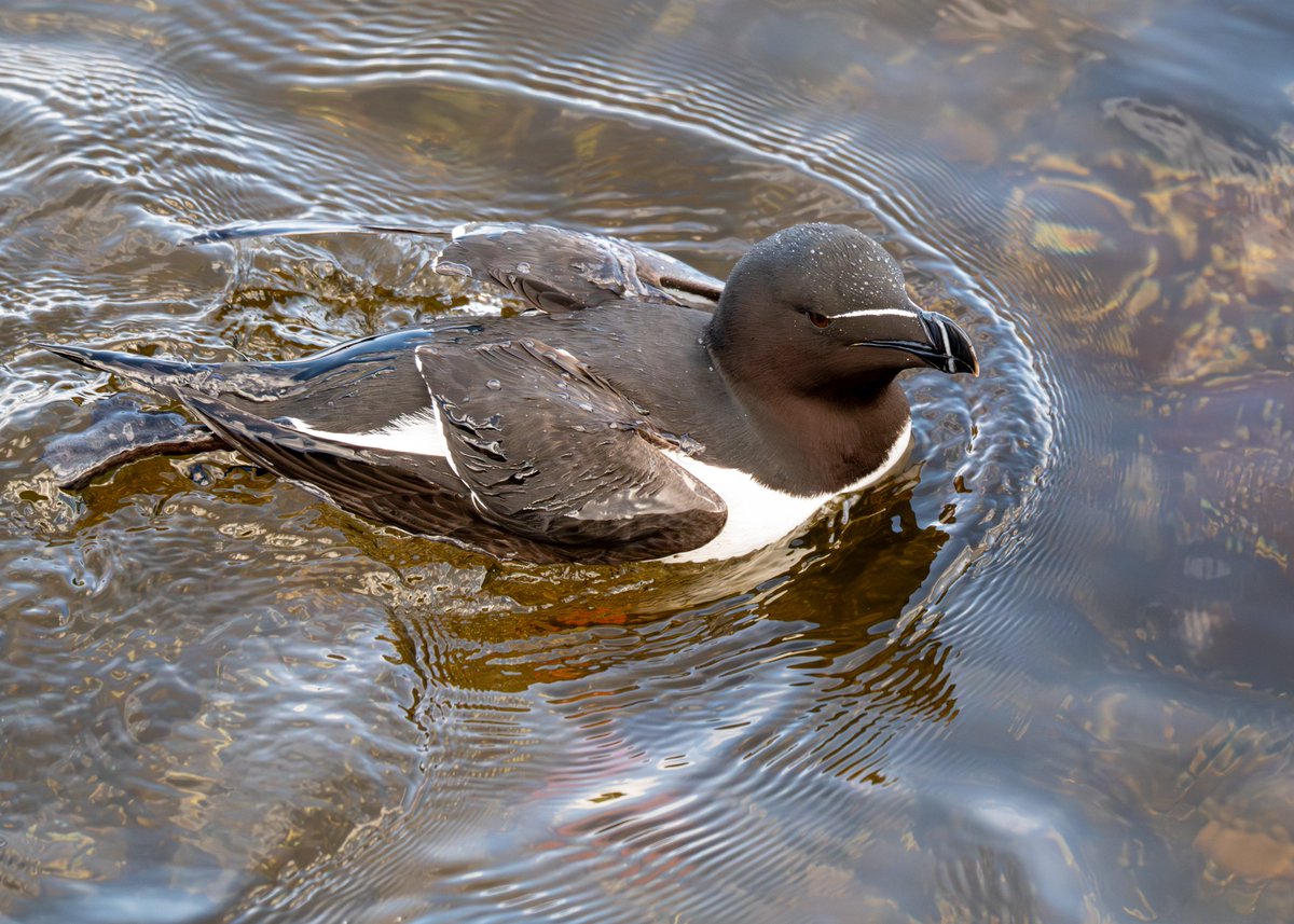 Brian Gallagher tweet media