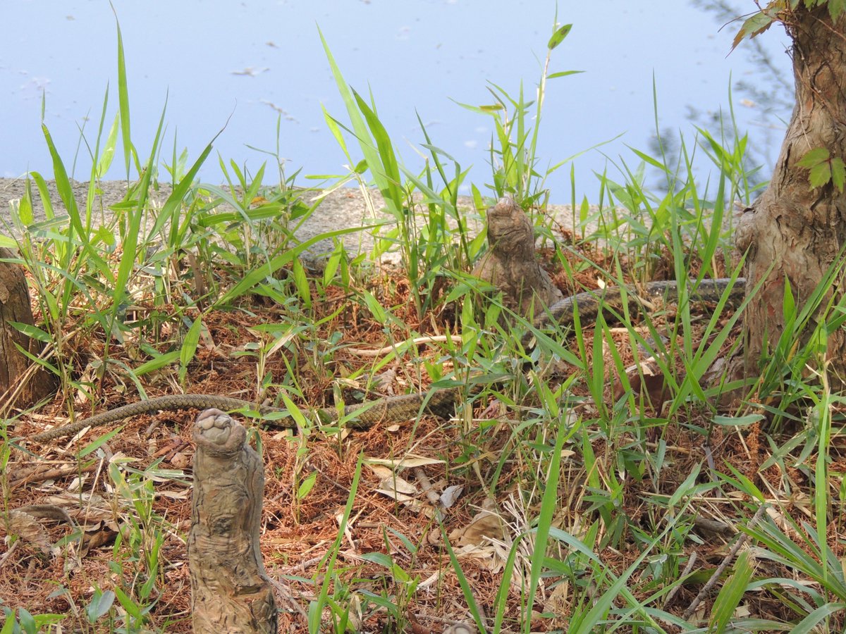 シルルス tweet media