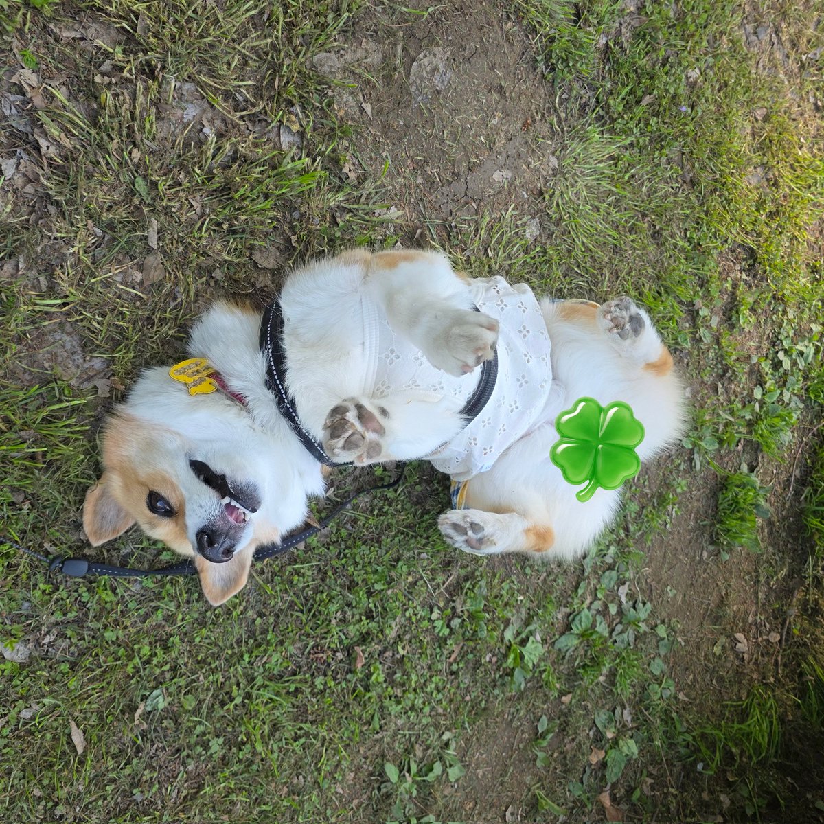 ちゅら♡ありす tweet media