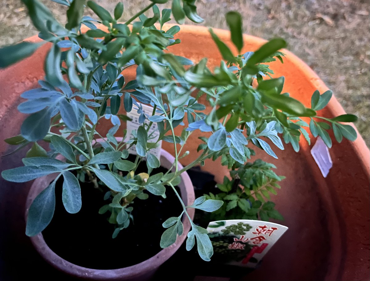 ゆな🍊いもむし tweet media