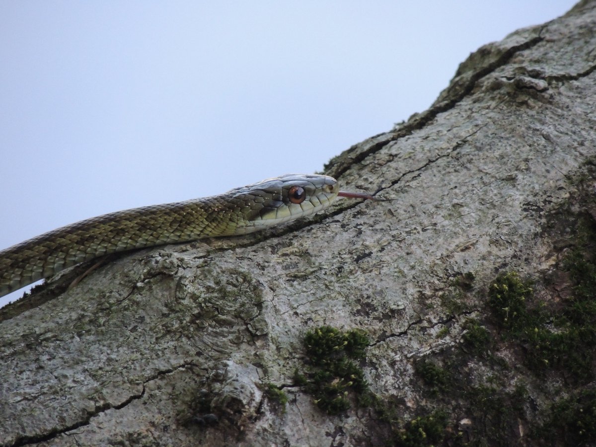 シルルス tweet media