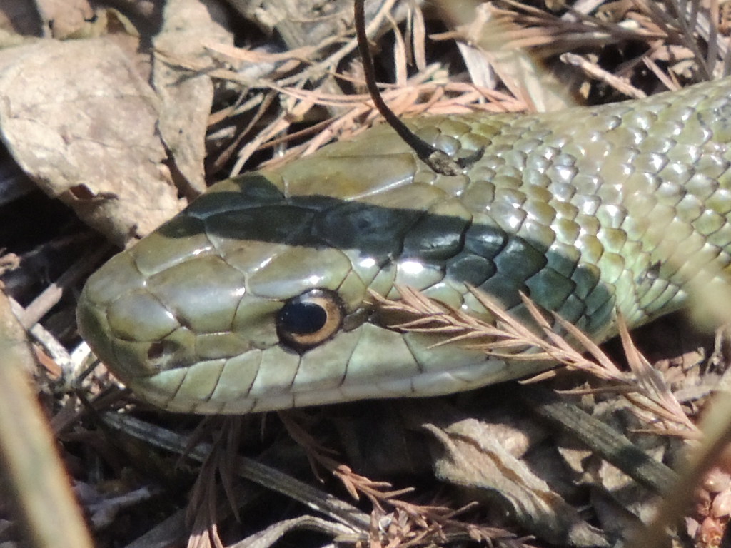 シルルス tweet media