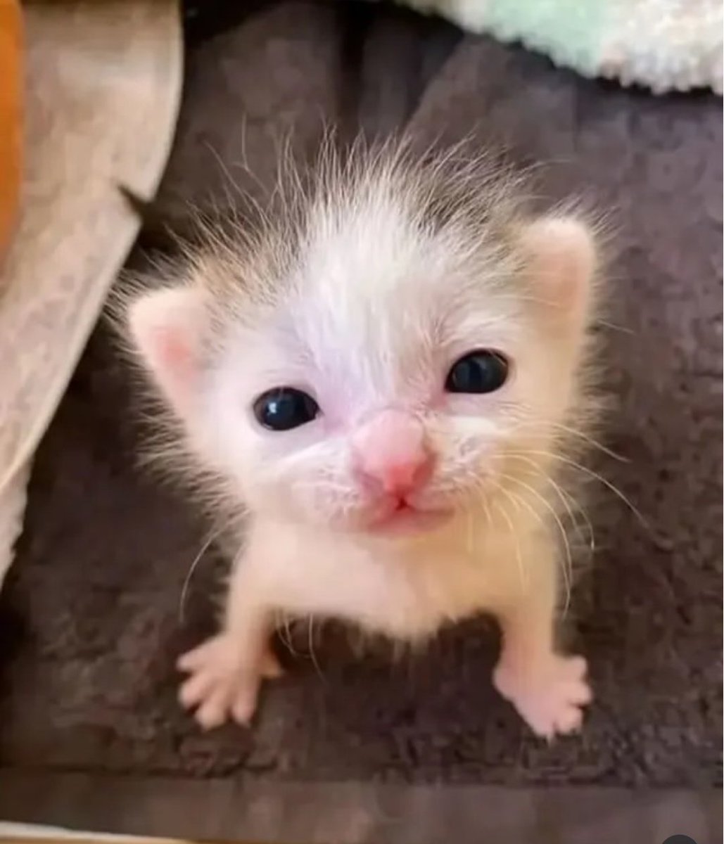 cats 🐈 tweet media