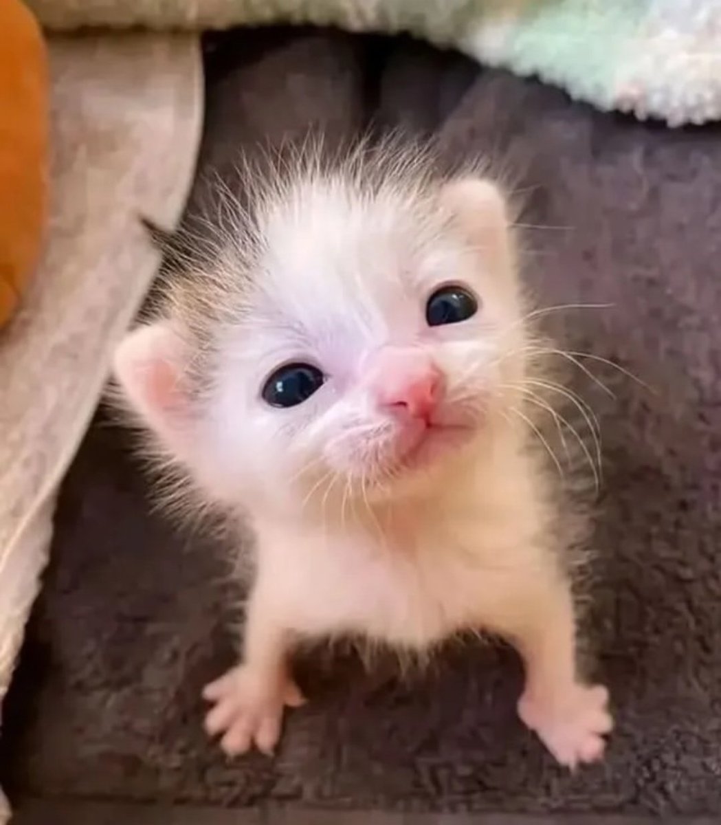 cats 🐈 tweet media