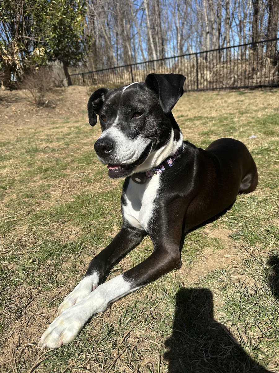 Carolina Forward tweet media