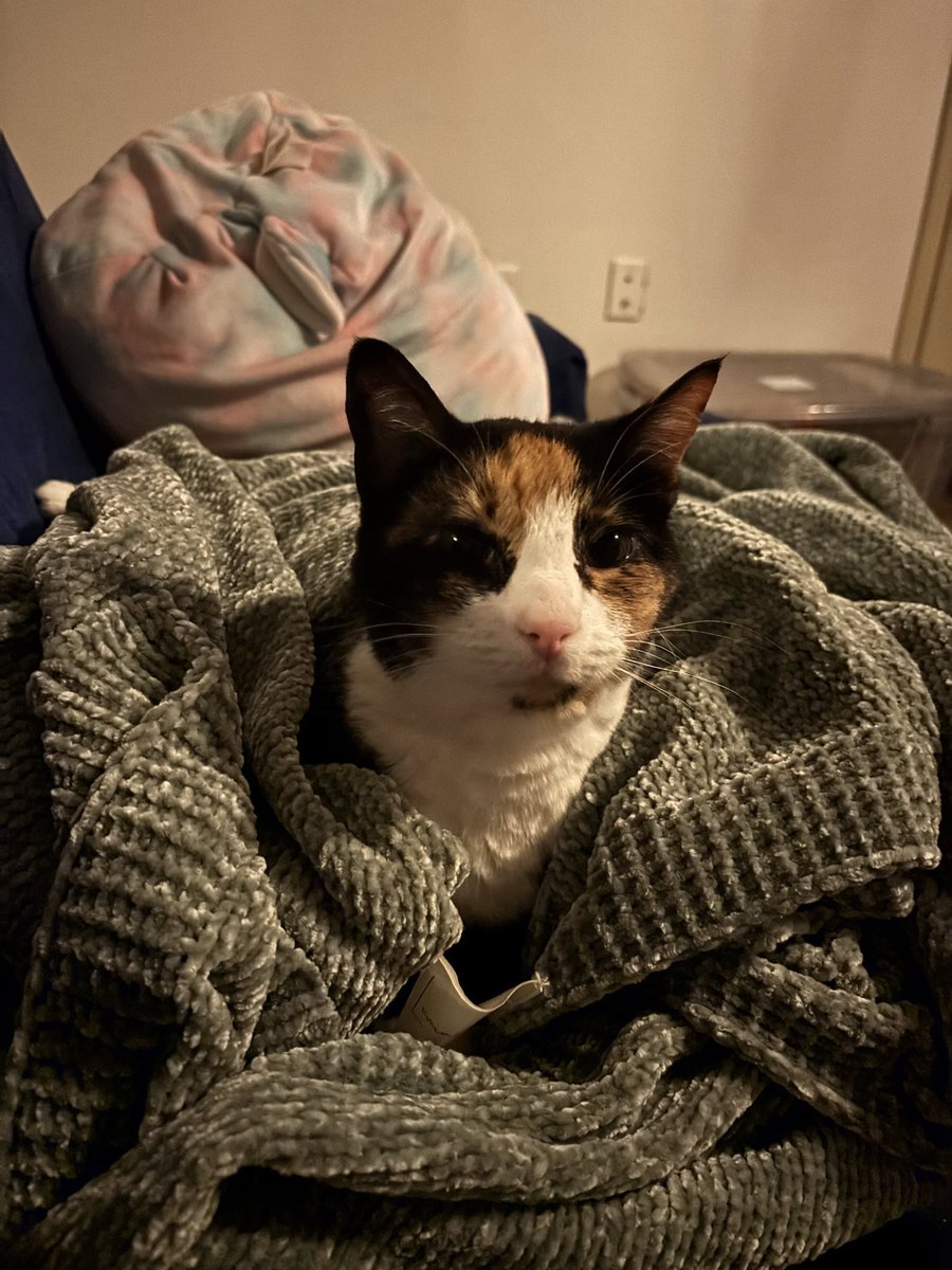 Carolina Forward tweet media