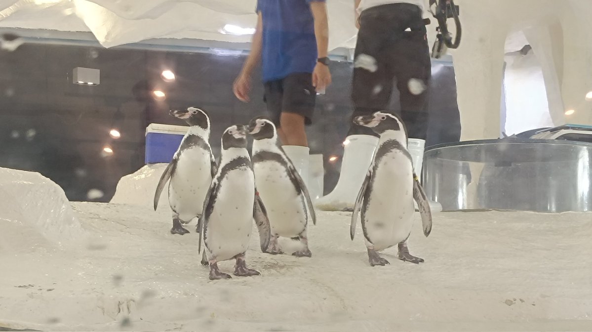 ぐらいディーー tweet media