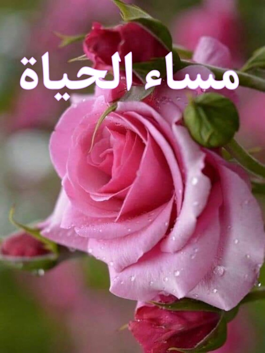 Adel Ahmed Eissa عادل احمد مصطفى عيسى (@adelahmedeissa1) on Twitter photo 