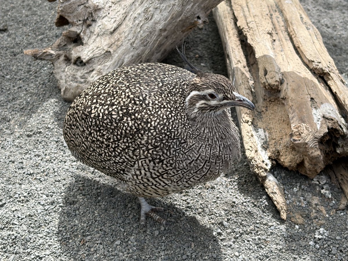 はむはむ tweet media