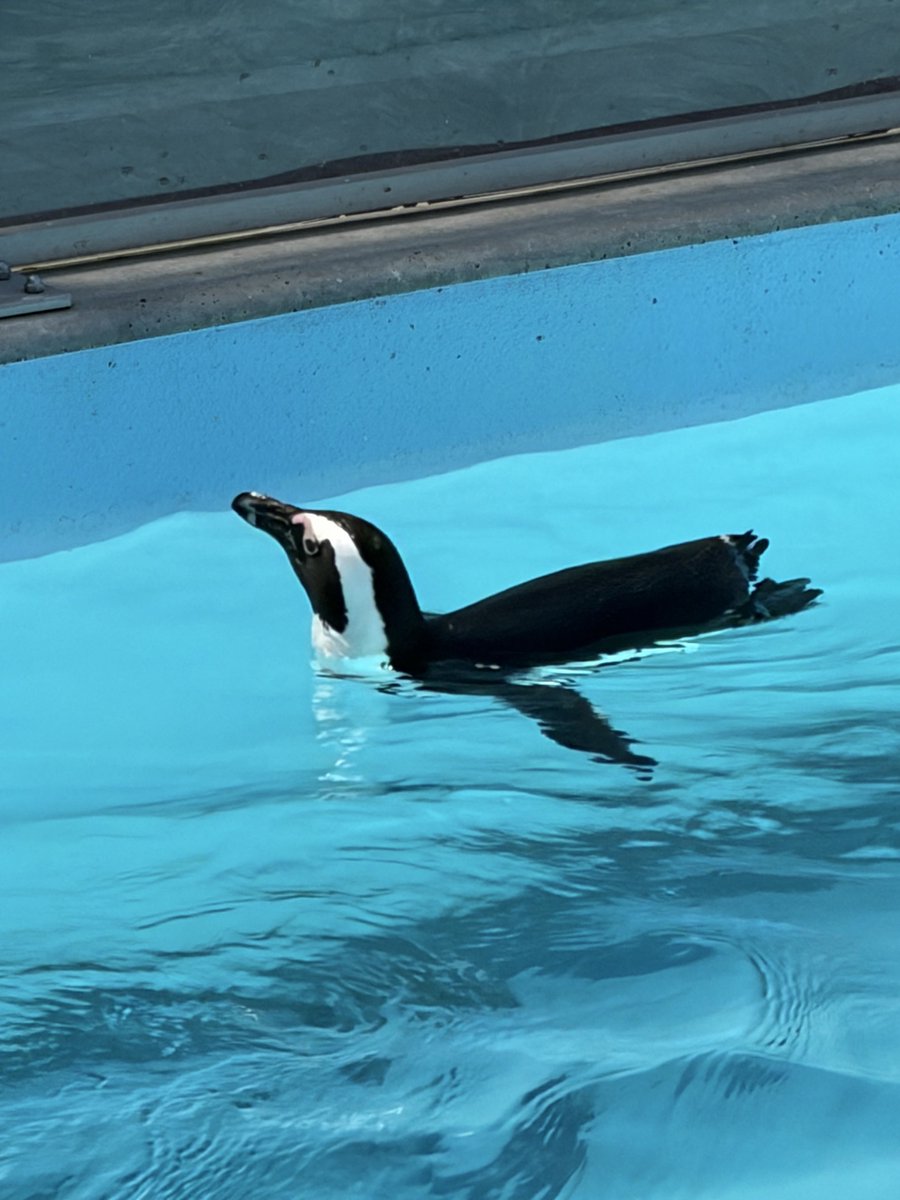 はむはむ tweet media