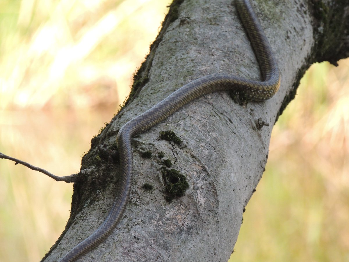 シルルス tweet media