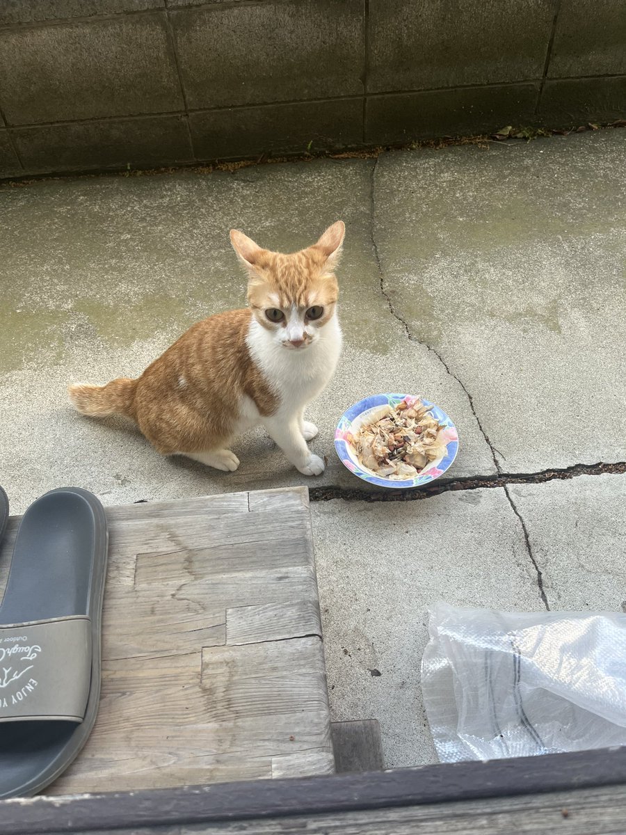 EO8hSic9kB90118's tweet photo. 迷子猫を保護しています
【日時】2026年4月11日08:00くらい
【場所】東京都稲城市東長沼　青渭神社付近
【特徴】茶白　メス　首輪なし
お心当たりのある飼い主様は、DMにてご連絡ください。
1日も早くおうちに帰れるよう、拡散のご協力をお願いします。

#迷い猫 #迷子猫 #保護猫 #稲城市 #拡散希望 https://t.co/chux8oaKqm