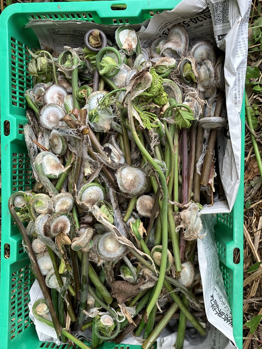 ✧‧˚まい*✩もいもん༄⋆꙳まぃぽぉん𖤐·̩͙ tweet media