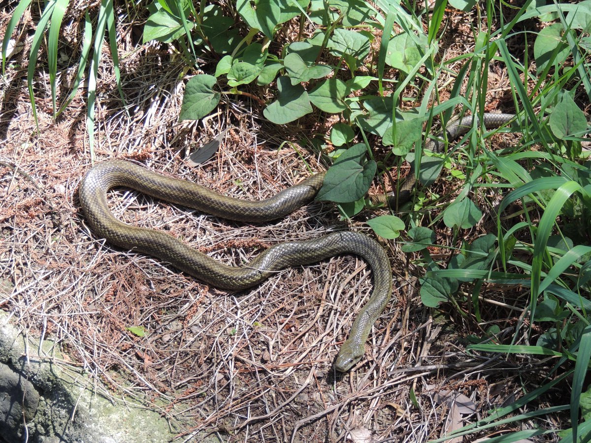 シルルス tweet media