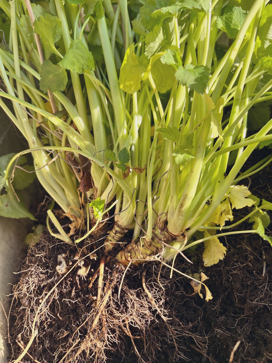 ゆな🍊いもむし tweet media