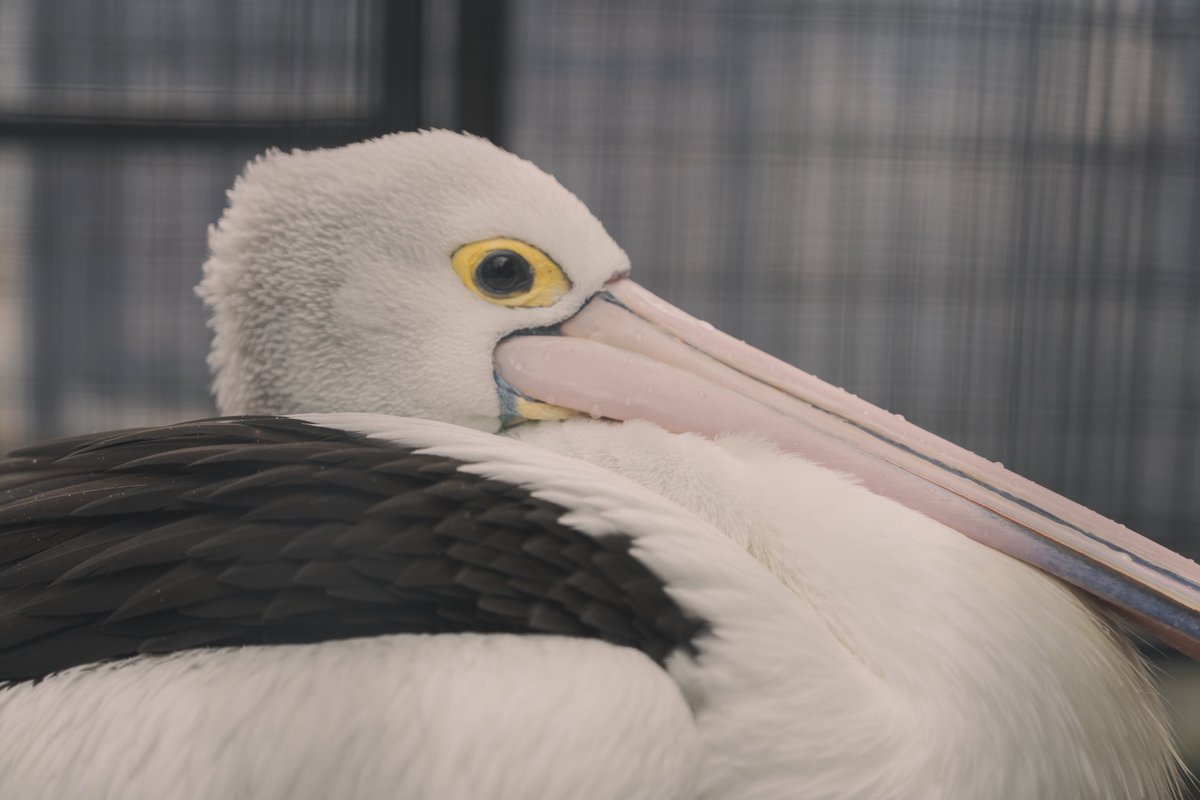 naugit6128's tweet photo. 翌日は鳥羽へ。

α7RV
FE 24-70mm F2.8 GM II https://t.co/UZ962wcvHU