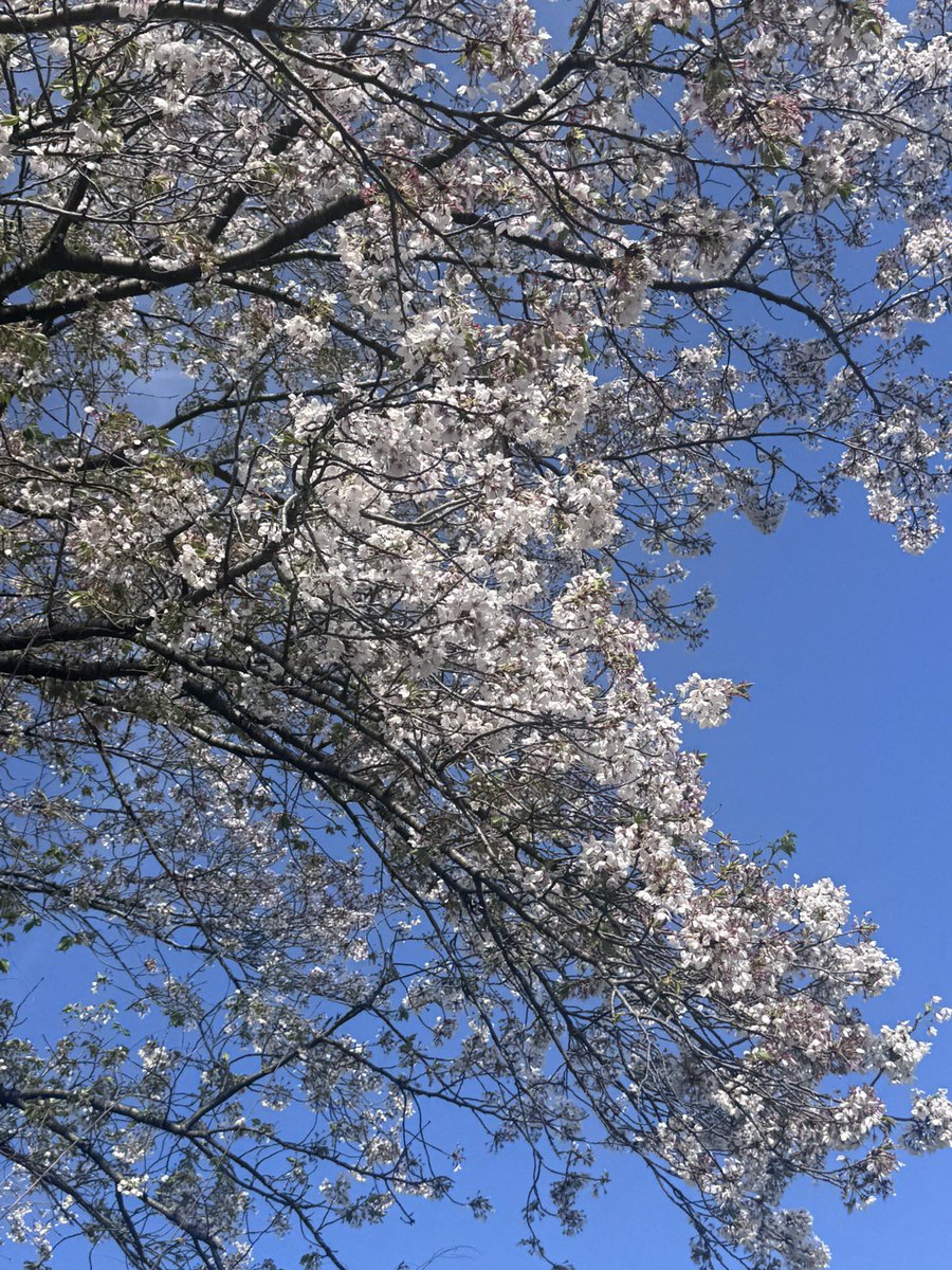 🌸ようこ🐝 tweet media