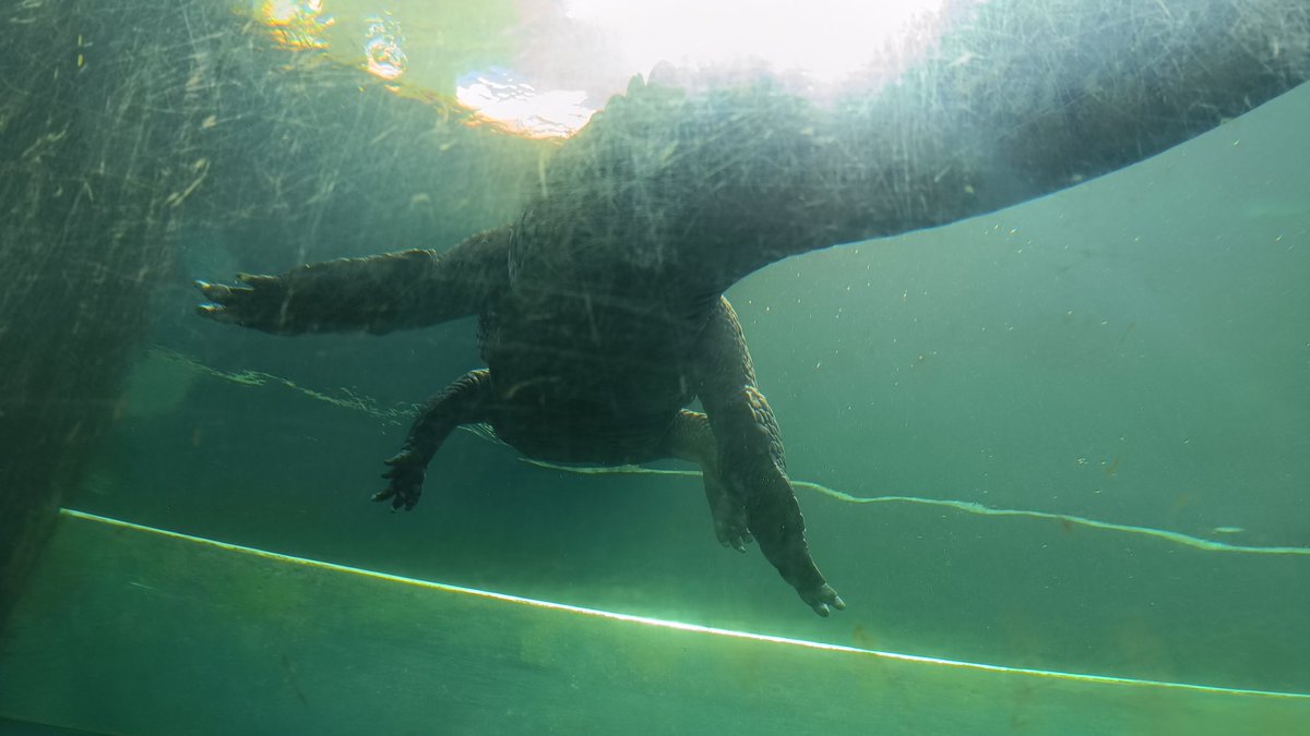 ぐらいディーー tweet media