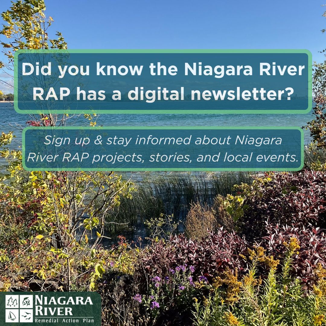 Niagara River RAP (Canada) tweet media