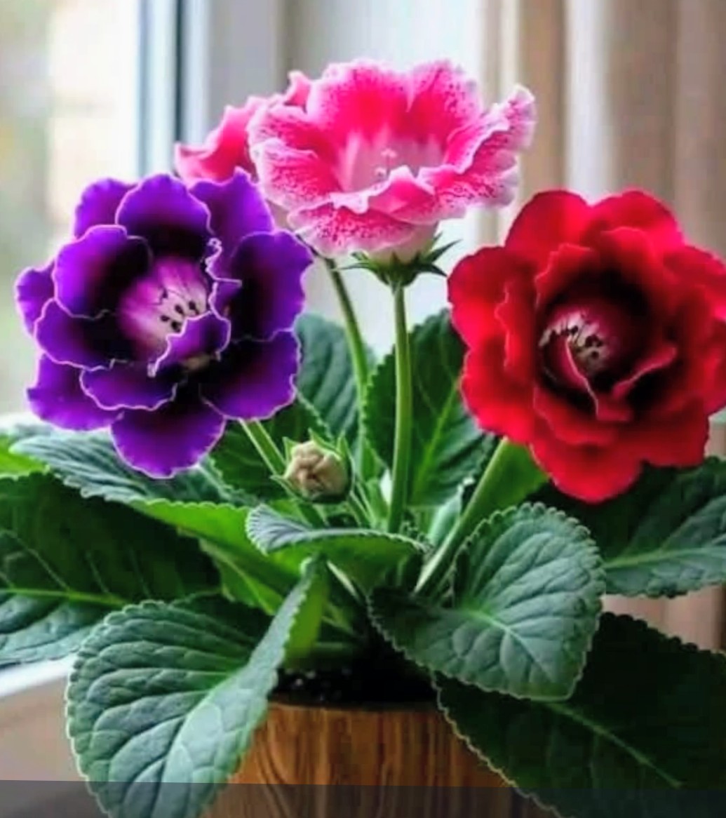 Adelaorte tweet media