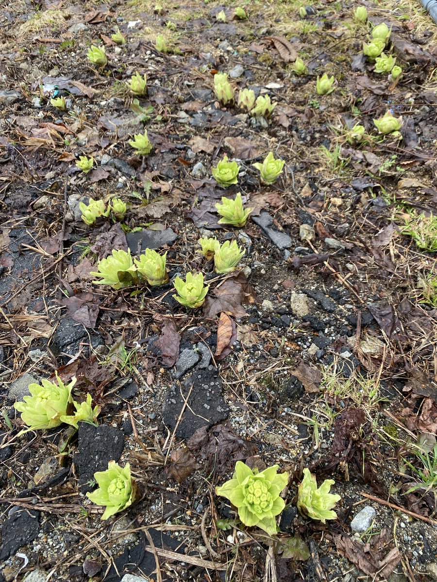 にゃーに tweet media