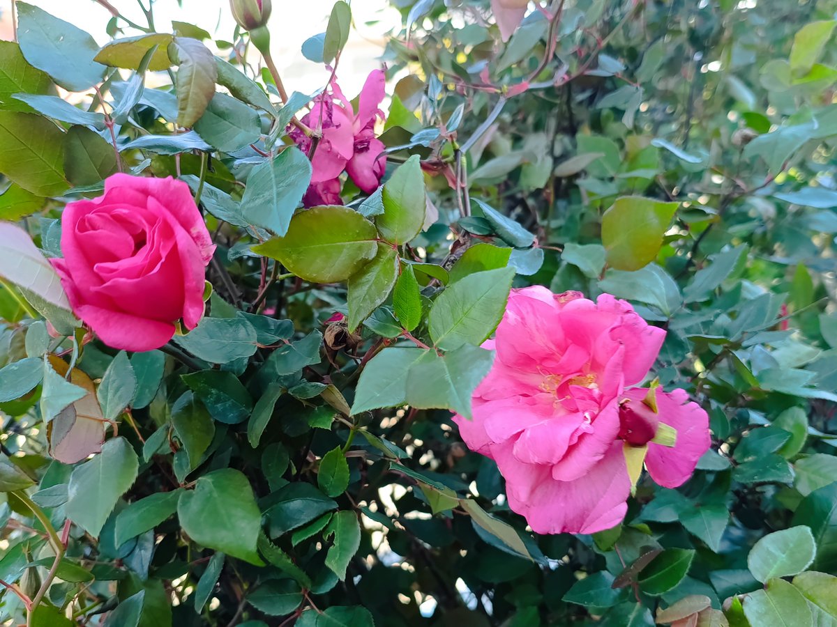 hanahana00324's tweet photo. バラ マダムアントワーヌレベ
#tearose
#マダムアントワーヌレベ
#庭のバラ https://t.co/rvbHL39TFN
