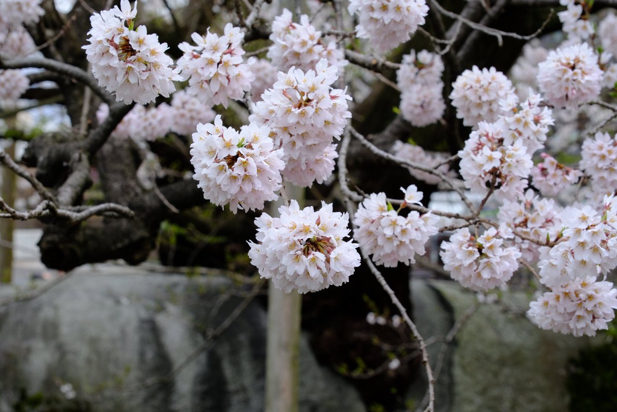 わらしちゃん tweet media