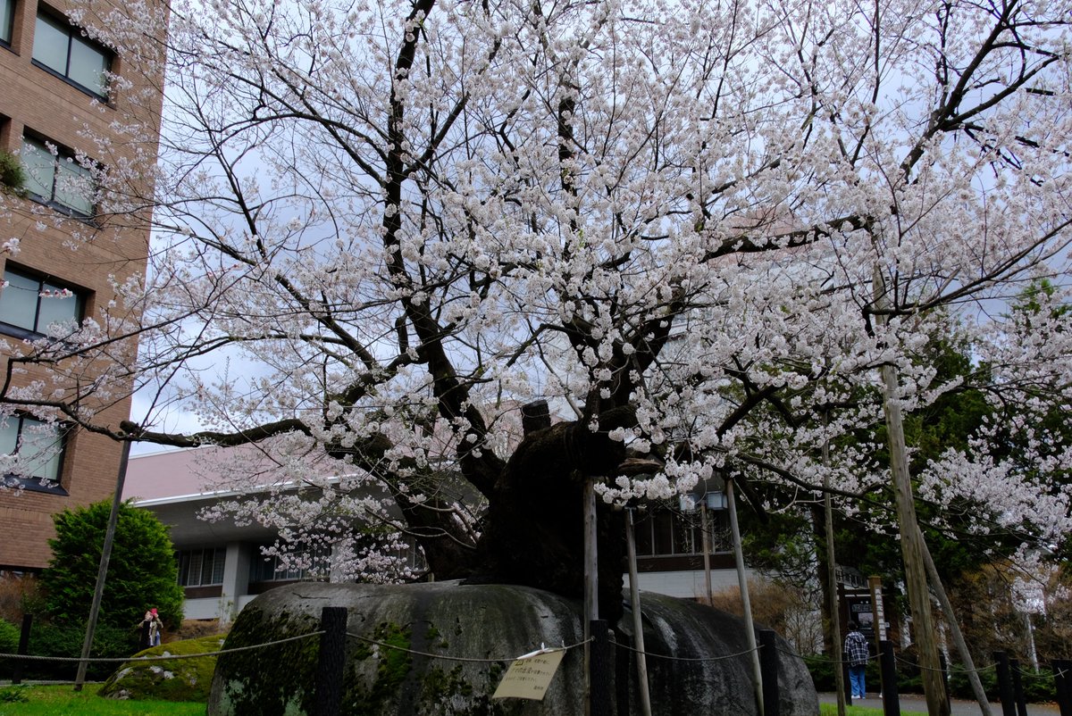 わらしちゃん tweet media