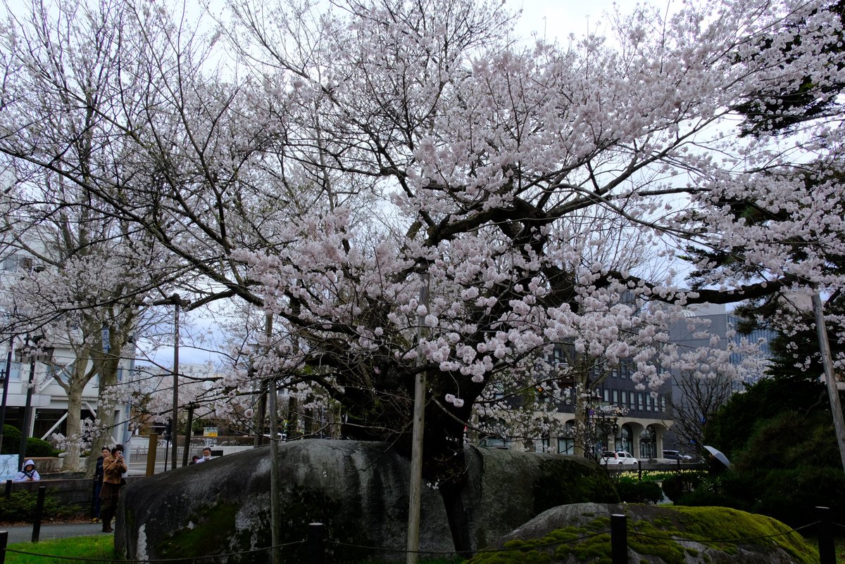 わらしちゃん tweet media