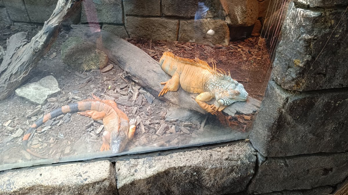 ぐらいディーー tweet media