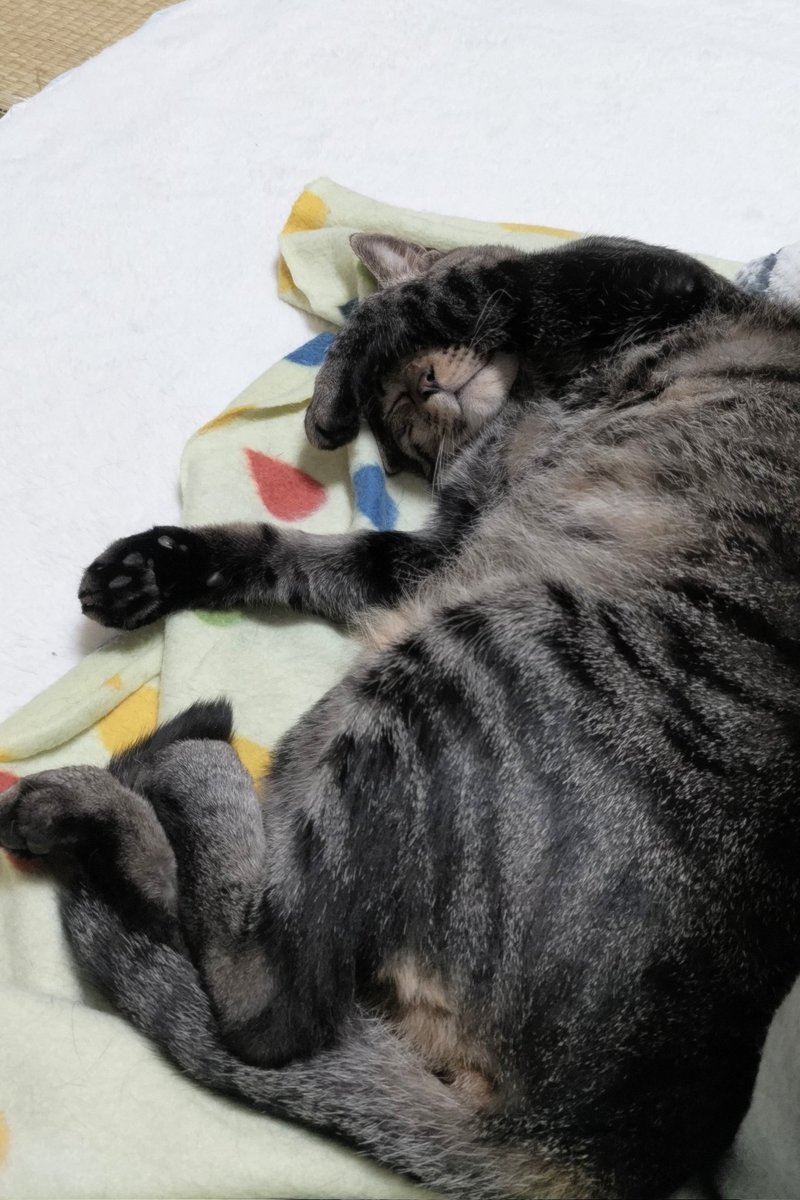 FosterCatLOUIS's tweet photo. ピーたんのゴメン寝、ゲット👍️
デカ猫なのに仕草が可愛い

#保護猫　#ゴメン寝 https://t.co/Ftd7NRGGra
