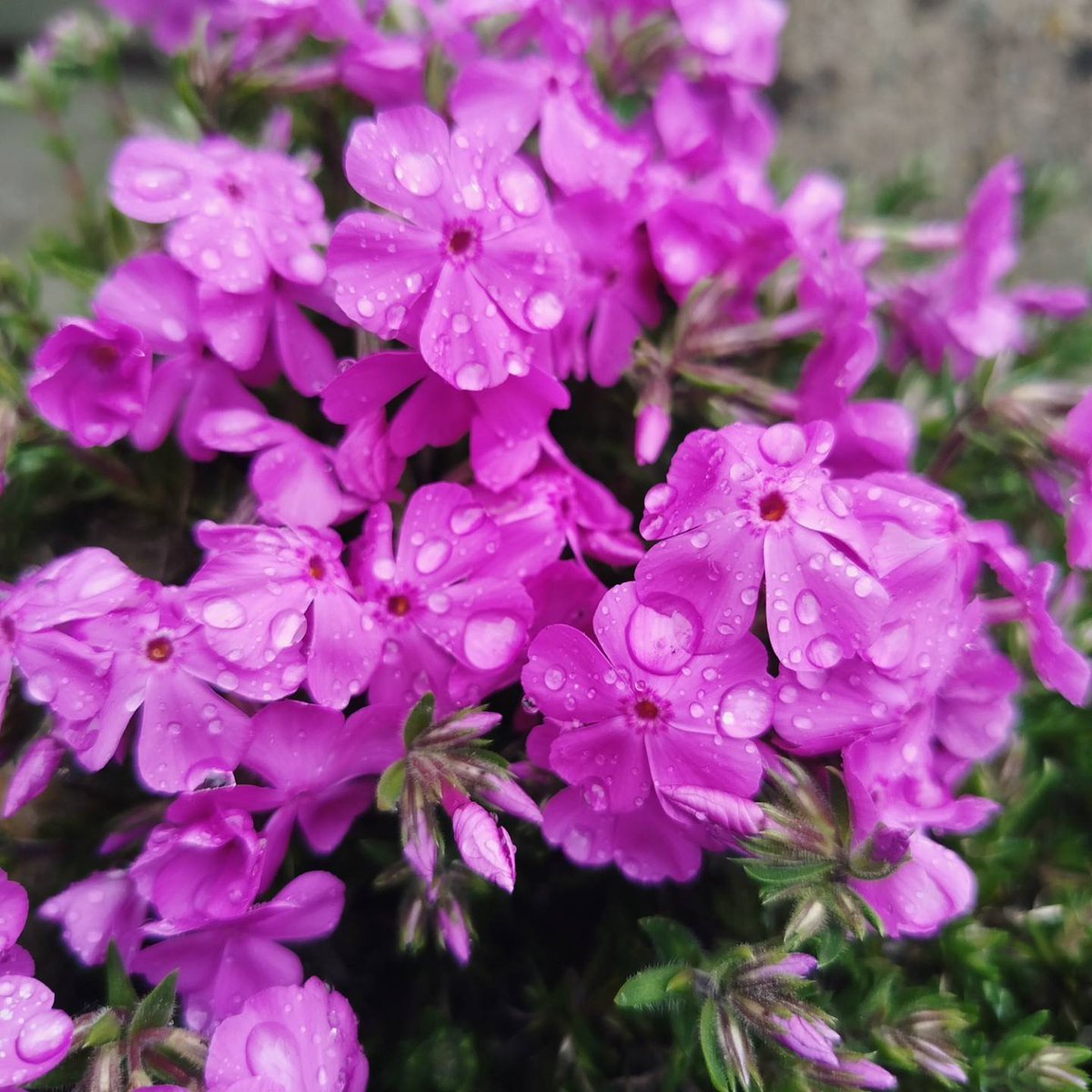 NetiYeti tweet media