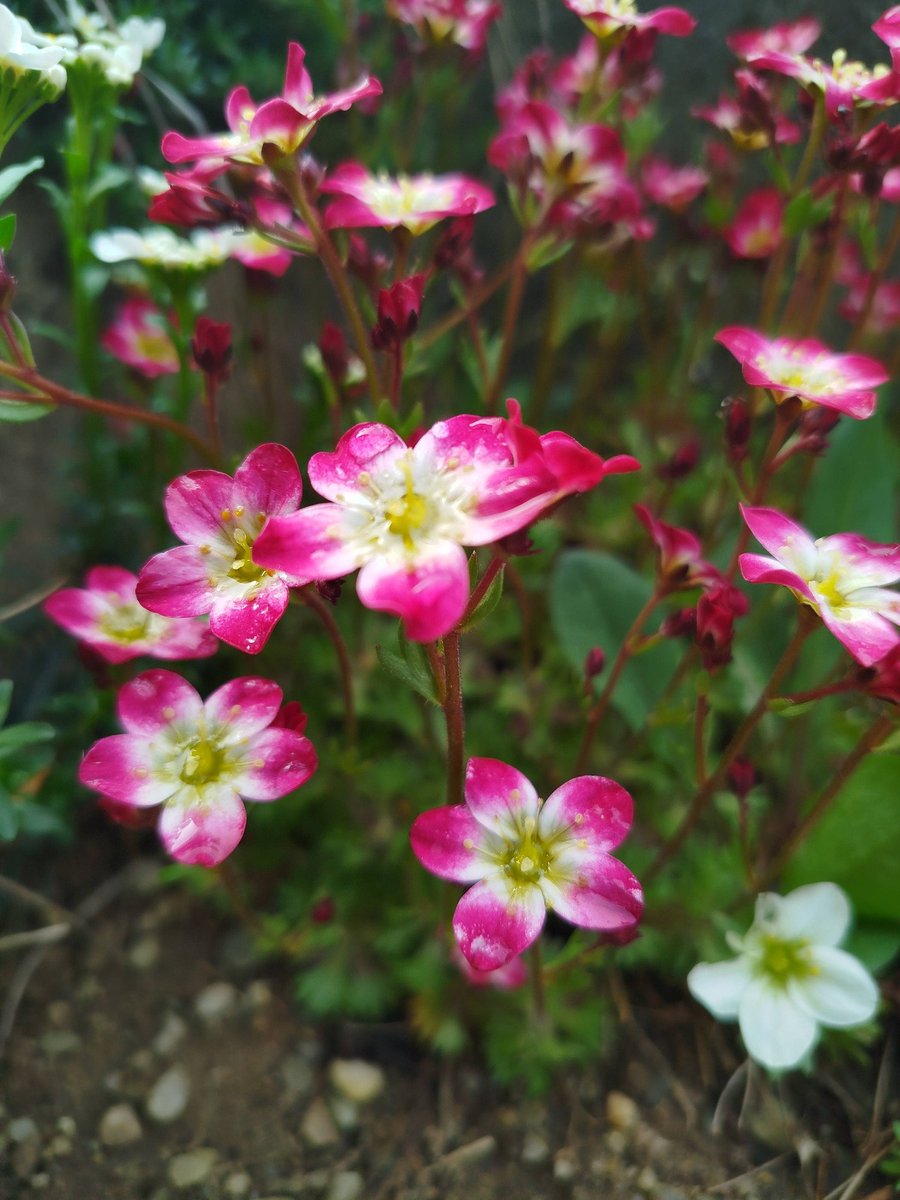 NetiYeti tweet media