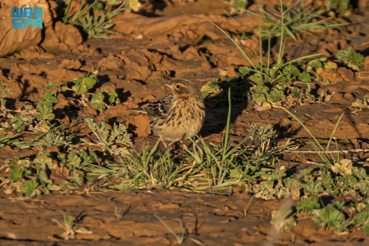 واس جودة الحياة tweet media