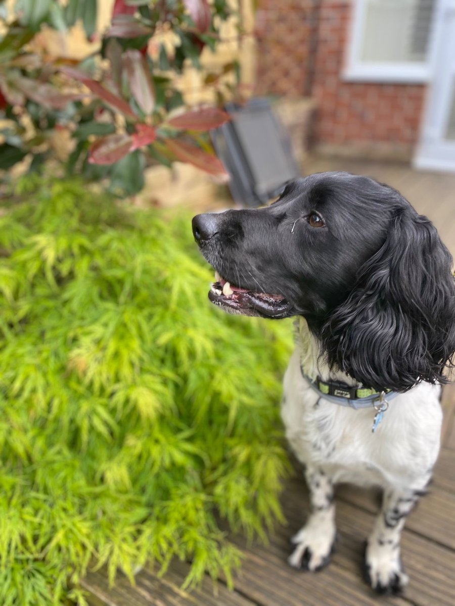 simon adepetun tweet media