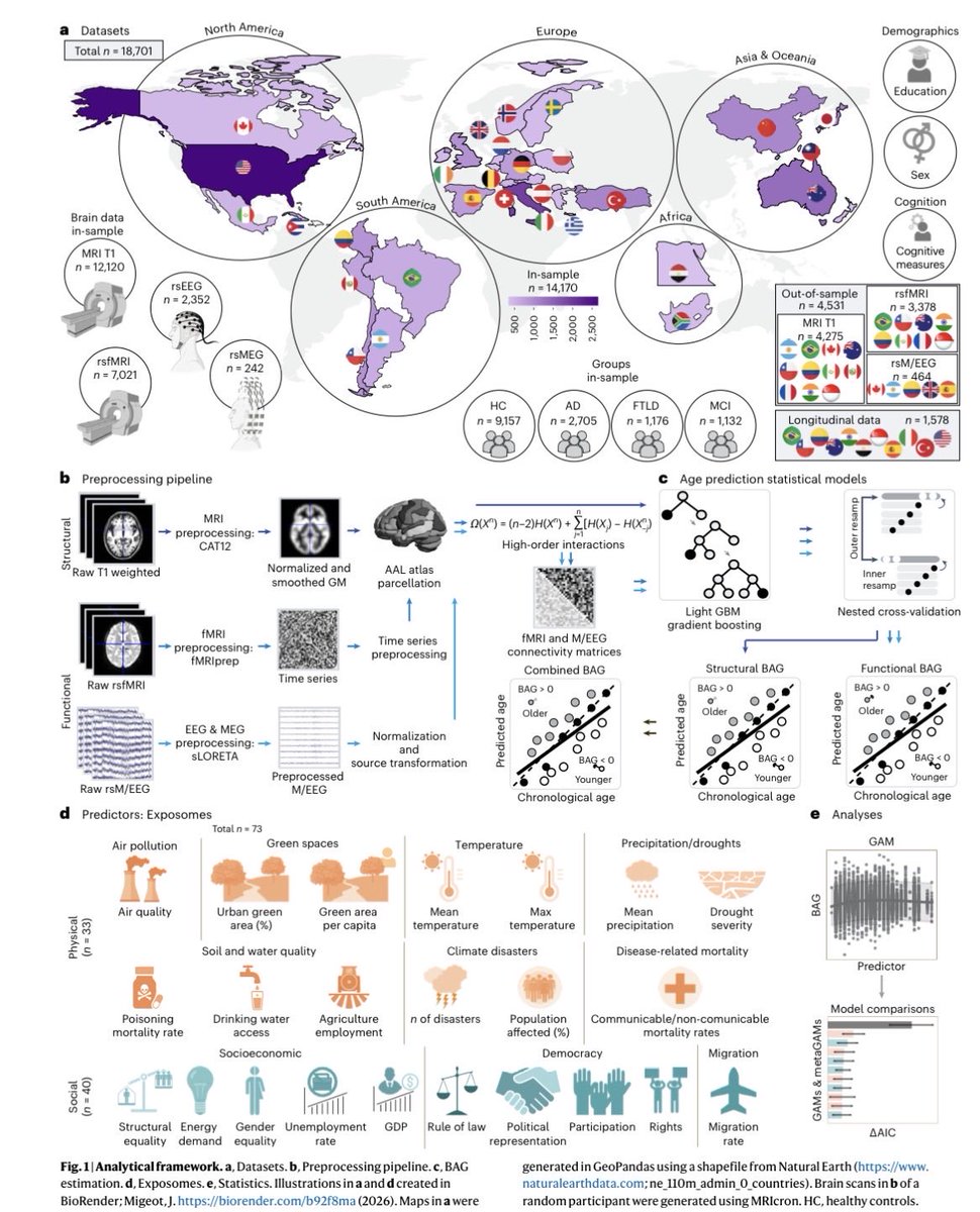 cristinatejerap's tweet photo. 🧠 Tu cerebro envejece más rápido según DÓNDE vives y en QUÉ condiciones.

Nuevo estudio en @NatureMedicine | 18.701 personas · 34 países · 73 factores del entorno analizados con “relojes cerebrales”

🔴 La carga ambiental multiplica ×3-9 el riesgo de envejecimiento cerebral acelerado → supera al propio diagnóstico clínico

🏙️ Exposoma físico (contaminación, temperatura, espacios verdes…) → daño estructural: regiones subcorticales y cerebelosas

🤝 Exposoma social (desigualdad, democracia, PIB…) → impacto funcional: redes frontales y límbicas

El entorno no es un factor secundario.
Es un determinante mayor de la salud cerebral.

👉 https://t.co/nwSJJJdLf8