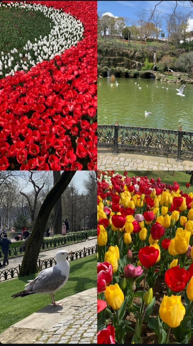 Emirgân...🌷🌷🌷
#emirgan #laledevri #laleler