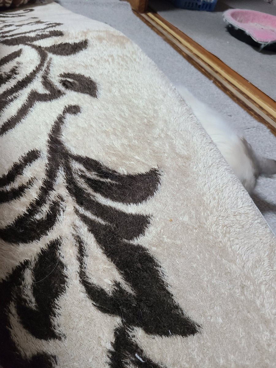 顏で笑って心で大号泣してるしろねこ tweet media
