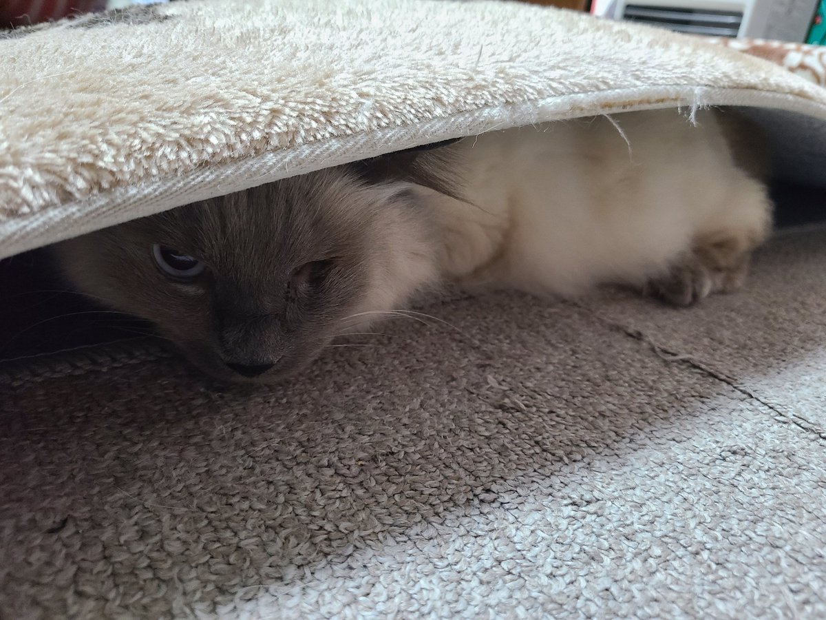 顏で笑って心で大号泣してるしろねこ tweet media