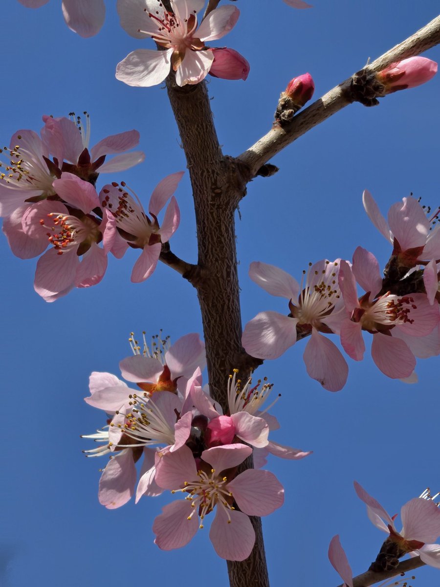 Ice Universe tweet media