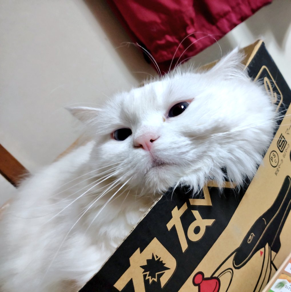 りらい tweet media