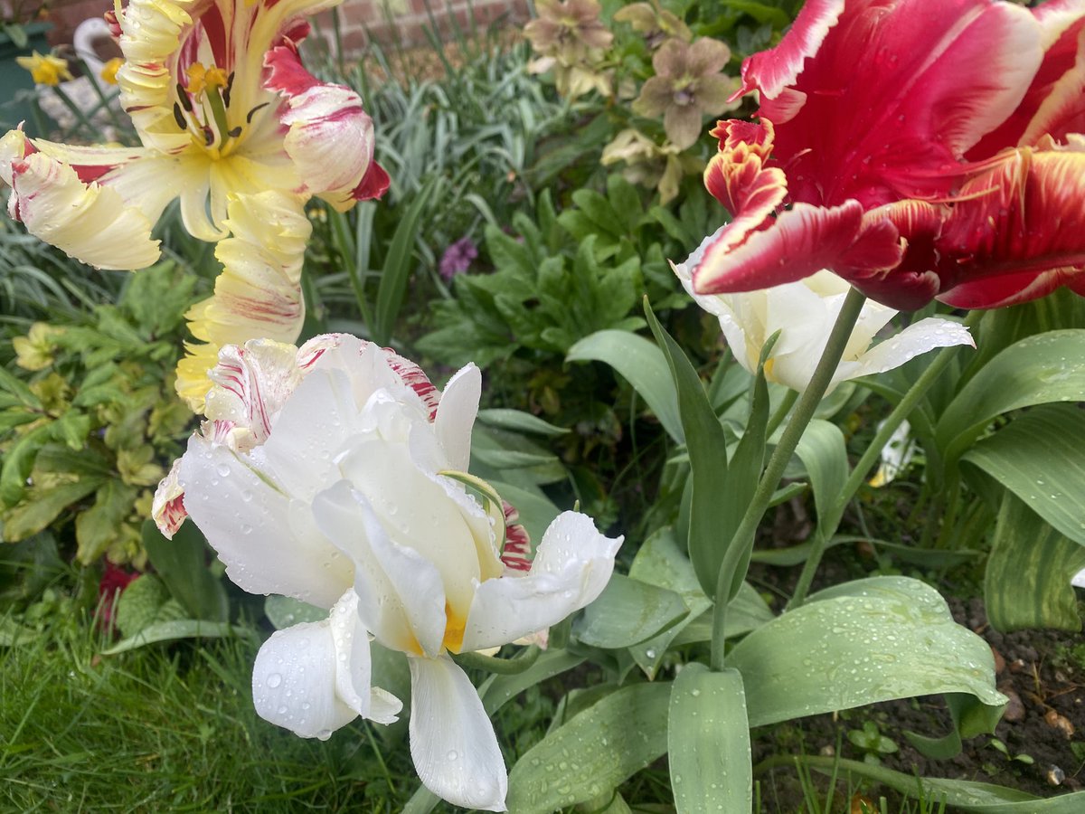 Sarah Cholwill tweet media