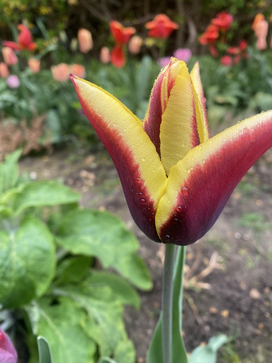 Sarah Cholwill tweet media